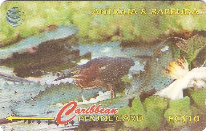 ANT-104B - Green Backed Heron