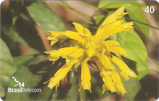 SC-500 - Flores Silvestres - 07/11