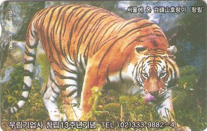 SOK-IC100160 - Tigre