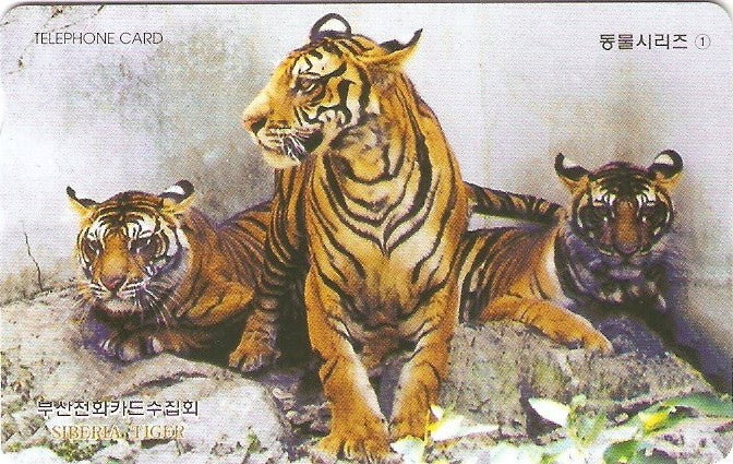 SOK-IC100011 - Tigres