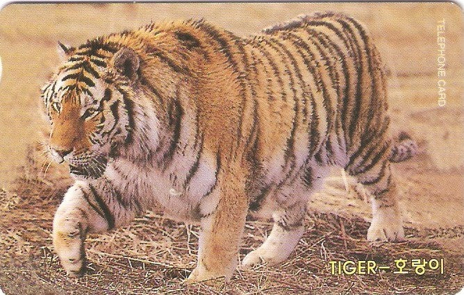 SOK-IC100167 - Tigre