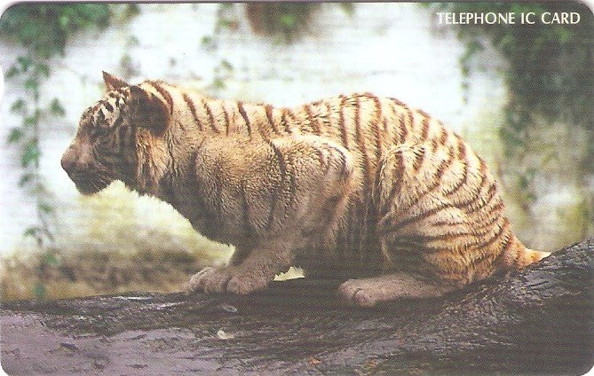 SOK-IC102169 - Tigre