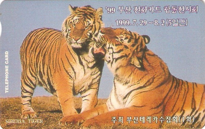 SOK-MC0990924 - Tigres Siberianos