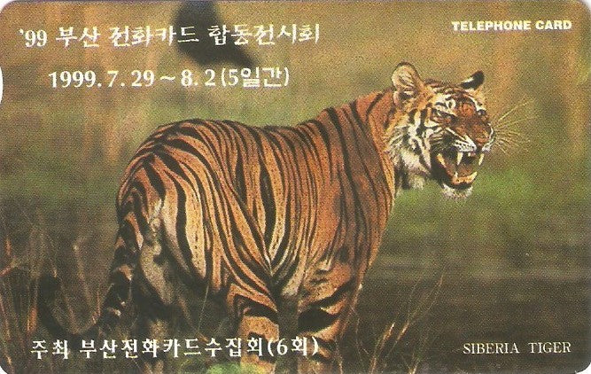 SOK-MC0990925 - Tigre Siberiano