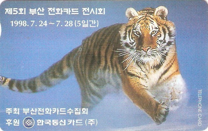 SOK-MC0980004 - Tigre