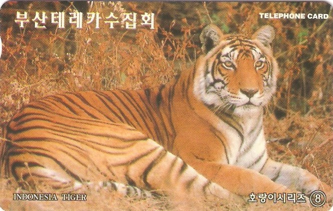 SOK-MC0991649 - Tigre da Indonésia