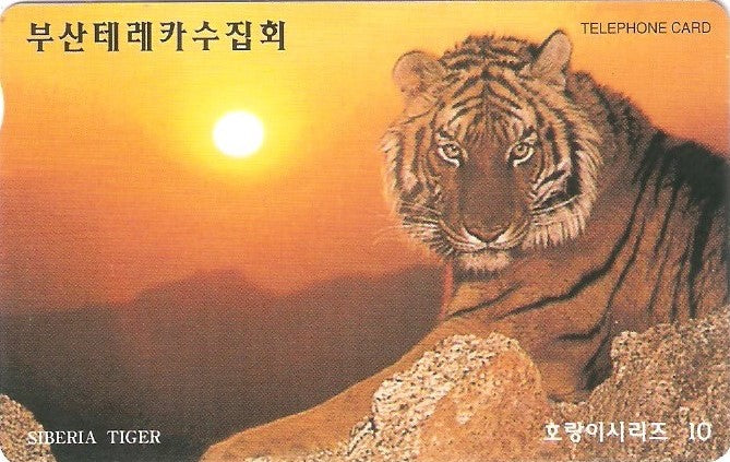 SOK-MC1000560 - Tigre Siberiano