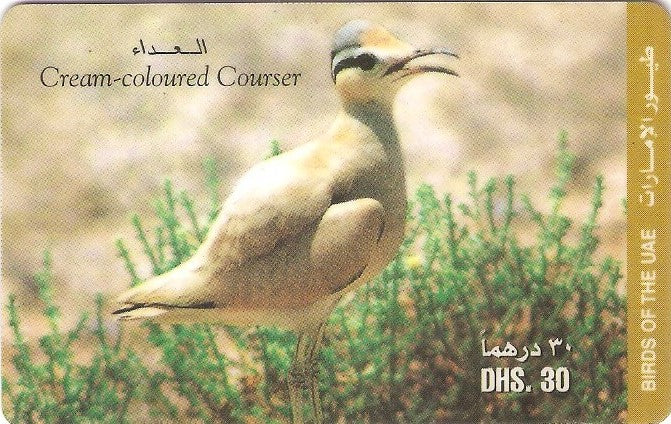 UAE-P-007B - Ave - Cream-coloured Courser