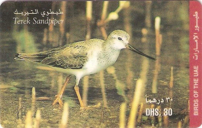 UAE-P-010A - Ave - Terek Sandpiper