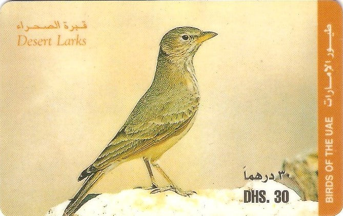 UAE-P-011B - Ave - Desert Larks