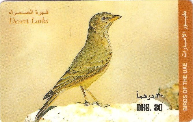 UAE-P-011D - Ave - Desert Larks