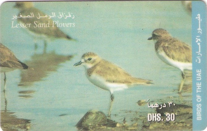 UAE-P-465B - Lesser Sand Plovers