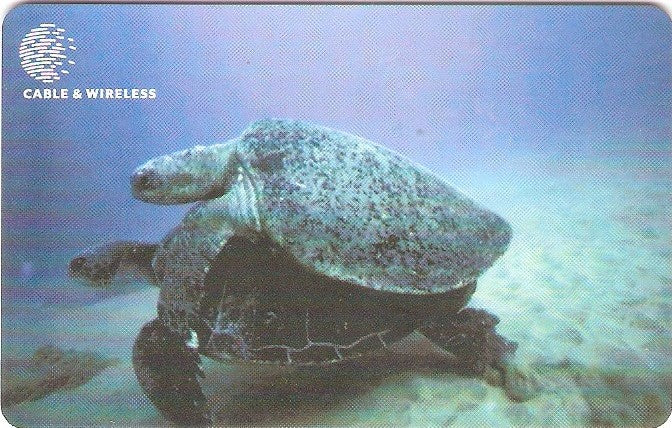 ASC-C-007 - Tartaruga