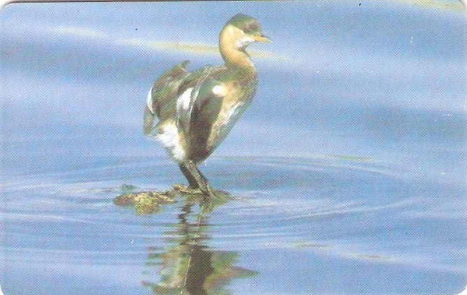 OMN-C-022 - Mergulhão