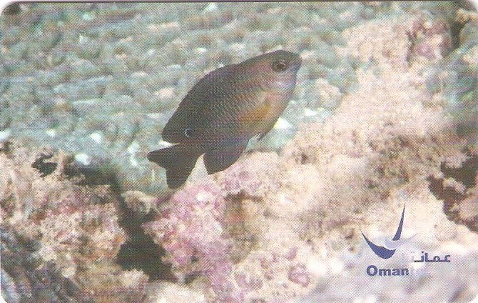 OMN-C-059 - Peixe