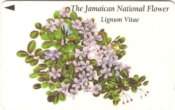 JAM-083A - Flor Nacional