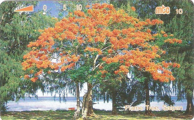 NMN-MM-08 - Árvore