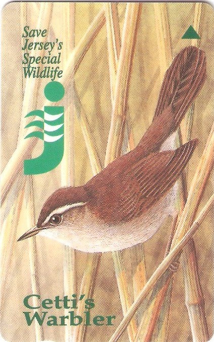 JER-089 - Cetti's Warbler