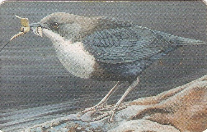 LUX-TS030 - Pássaro