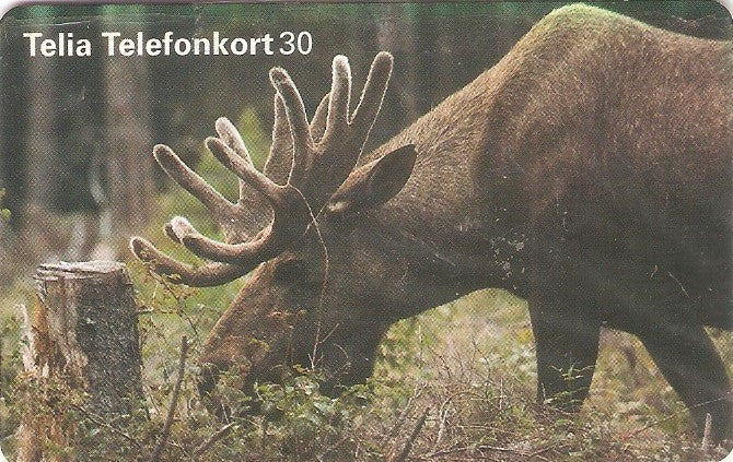 SWE-251M - Alce