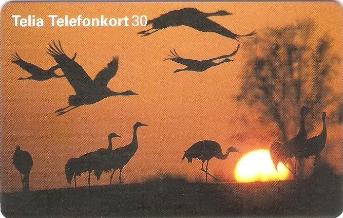 SWE-226 - Aves no Pôr do Sol