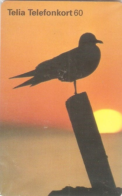 SWE-238M - Gaivota