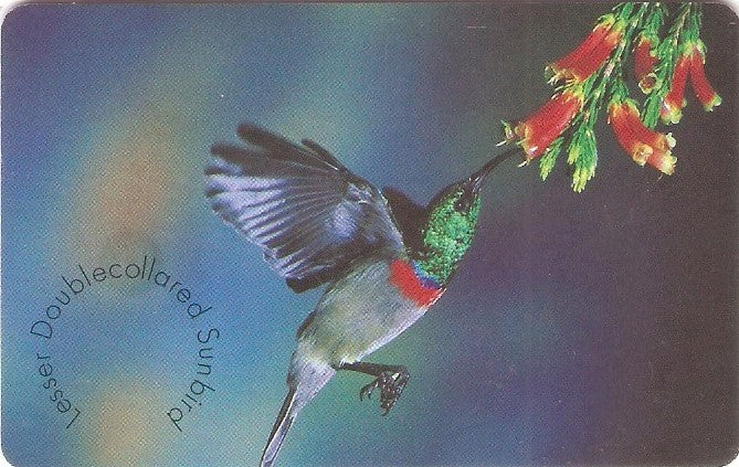 SAFM-028 - Beija Flor