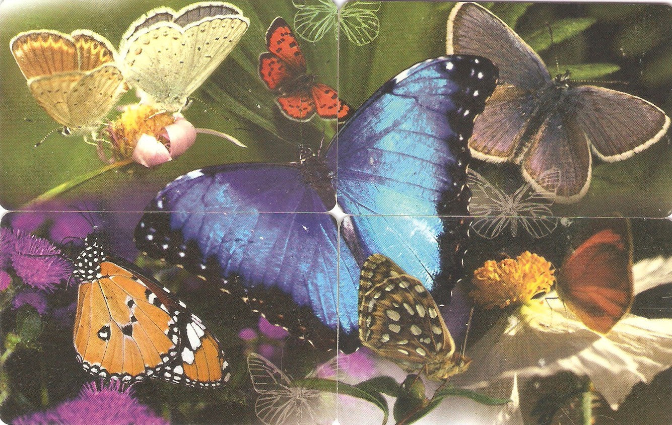 SAFM-098 - Borboleta - 4 cartões