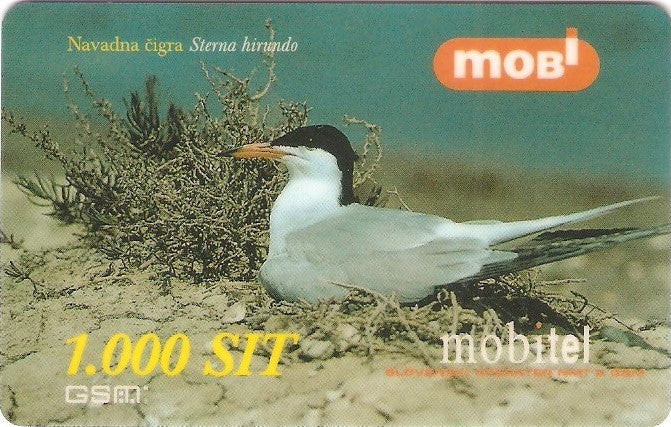 SLO-M-06Aa1 - Andorinha-do-Mar