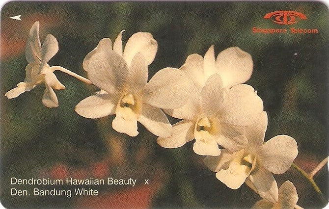 SIN-016C -  Orquídea