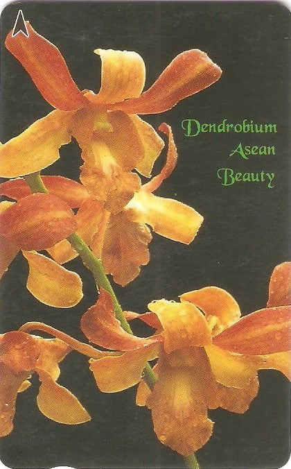 SIN-083C -  Orquídea