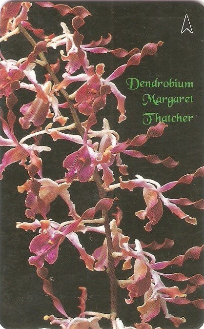 SIN-083D -  Orquídea