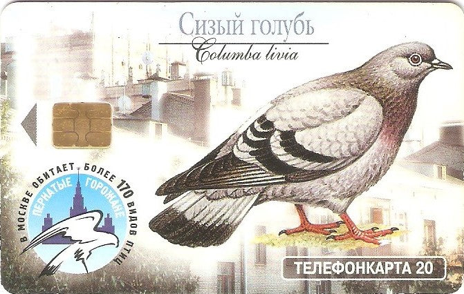 RU-MG-TS-230 - Columba Livia