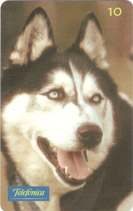 SP-0861M - Cão - Husky Siberiano