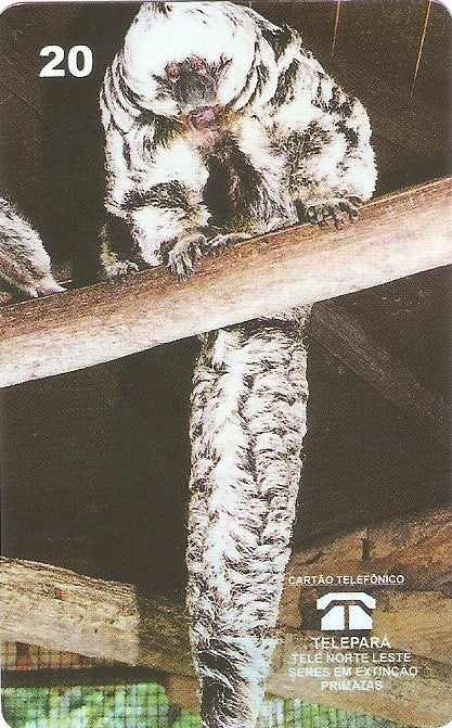 PA-053M - Macaco Parauaçú