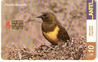 URU-C-201a - Pecho Amarillo