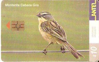 URU-C-206a - Monterita Cabeza Gris