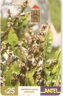 URU-C-222a - Carqueja
