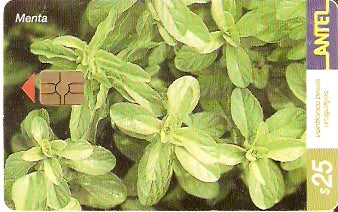 URU-C-221a - Menta