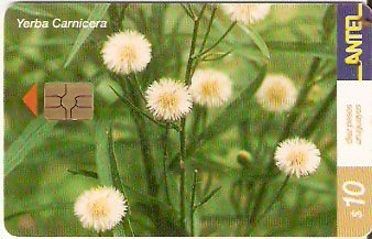 URU-C-223a - Yerba Carnicera