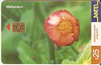 URU-C-226a - Malvavisco