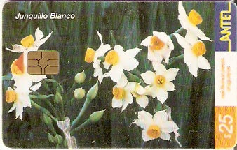 URU-C-228a - Junquillo Blanco