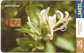 URU-C-232a - Madreselva