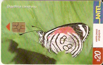 URU-C-243a - Borboleta