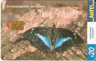 URU-C-242a - Borboleta