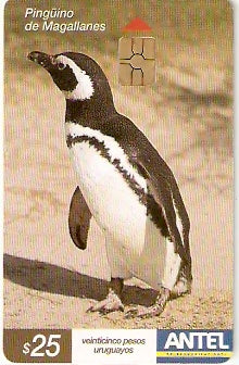 URU-C-269a - Pinguim