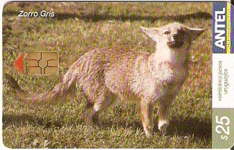 URU-C-275a - Zorro Gris