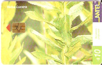 URU-C-230a - Yerba Lucera