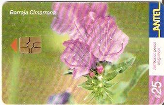 URU-C-235a - Borraja Cimarrona