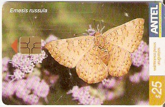 URU-C-287a - Borboleta
